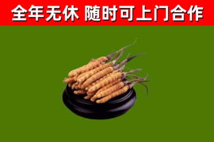 科尔沁左后回收冬虫夏草